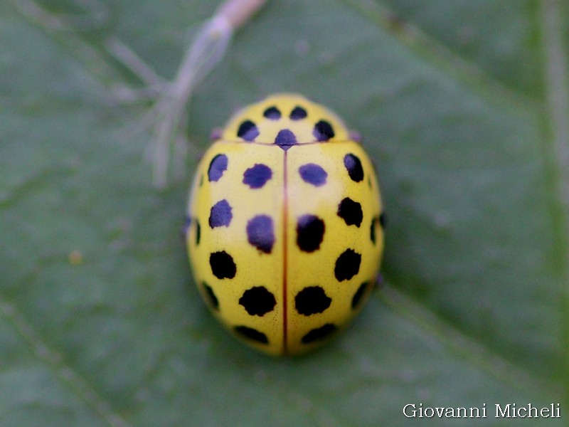 Coccinella: Psyllobora vigintiduopunctata